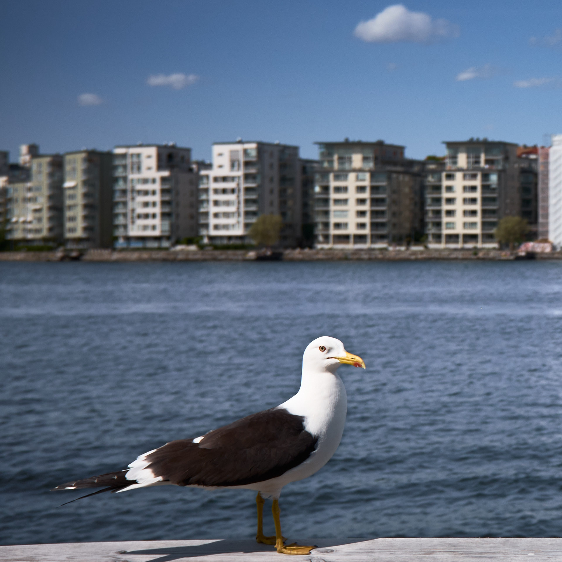 Promenadbryggan i Gröndal med Lilla Essingen i bakgrunden.