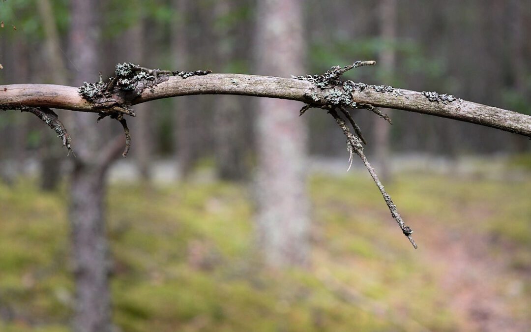 Skogsljus